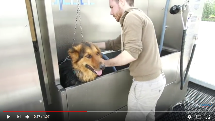 DogWash