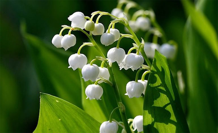 Muguet